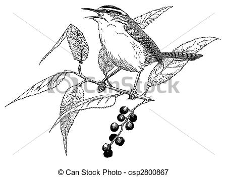 Carolina wren clipart - Clipground