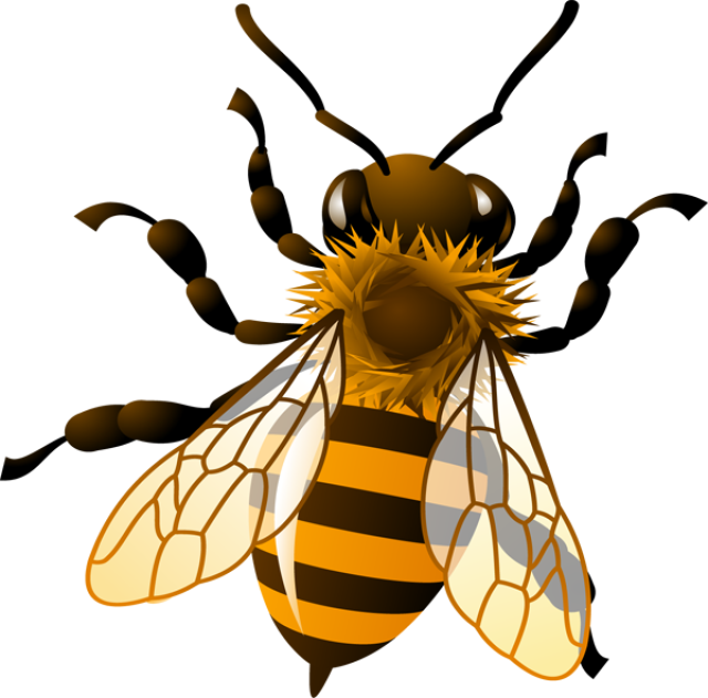 Honey bee clipart - Clipground