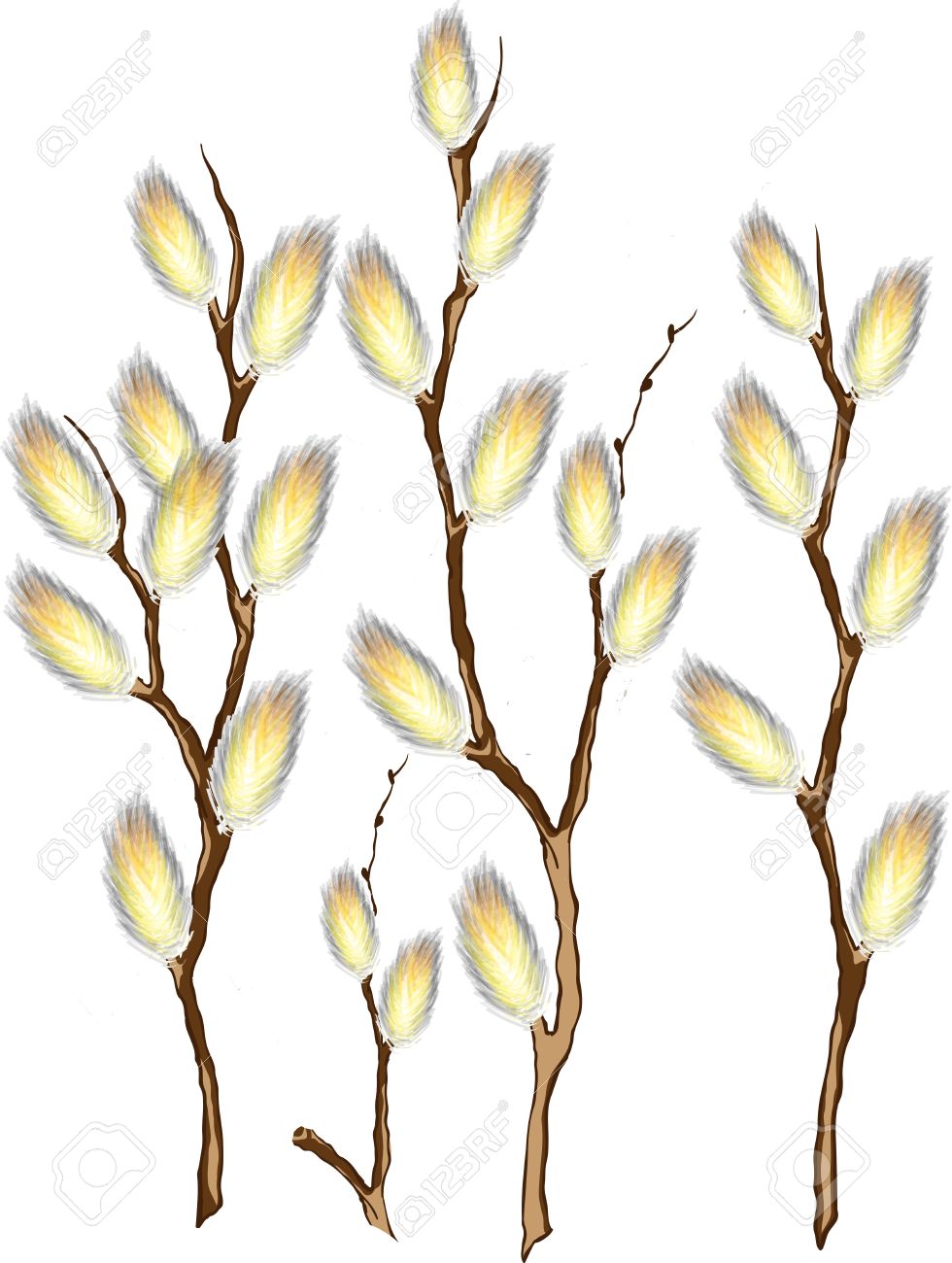 Pussy Willow Clip Art 77