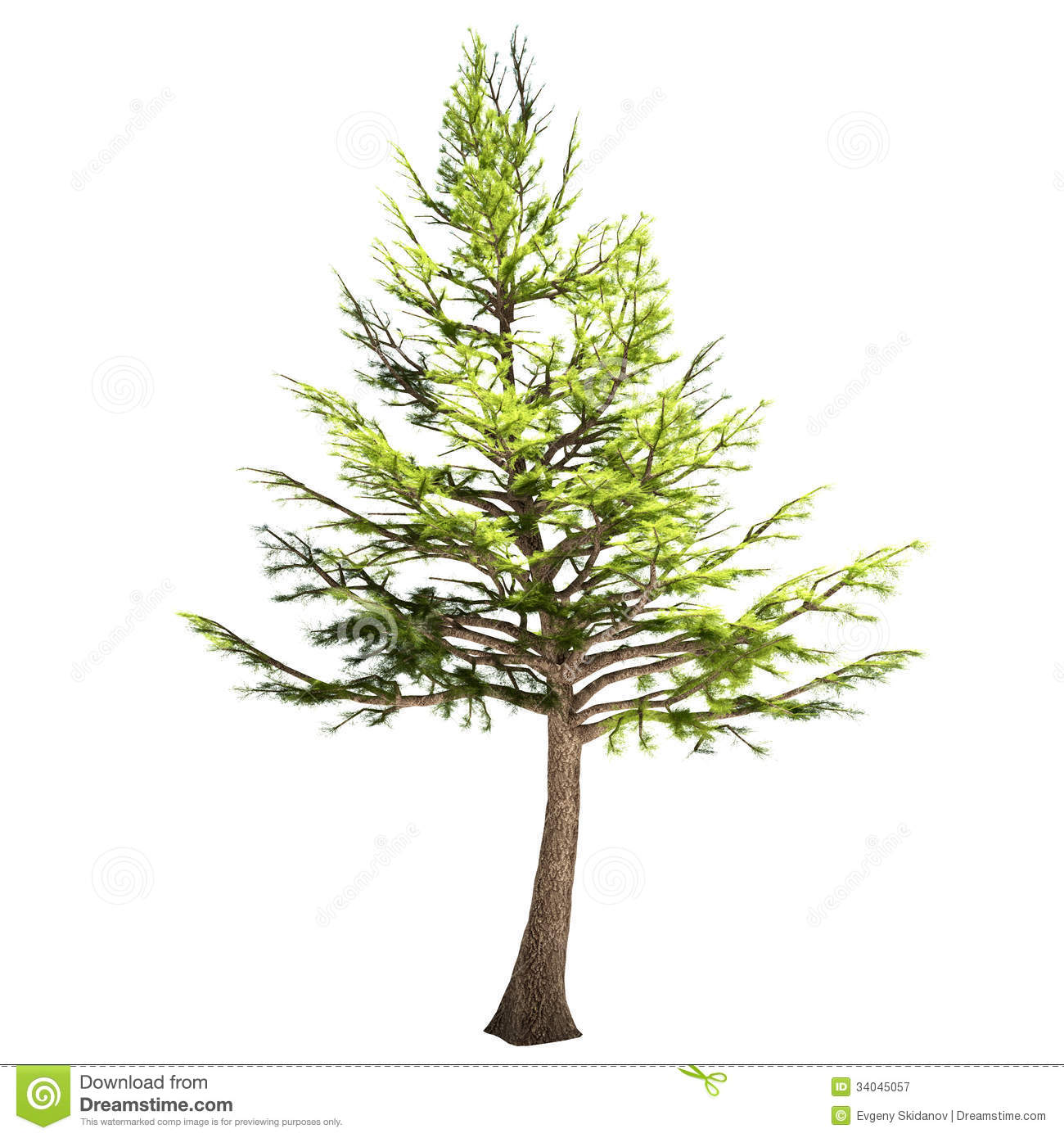 clipart cedar tree - photo #15