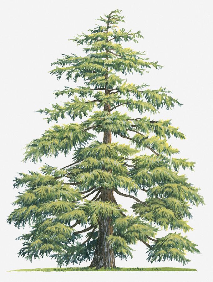 Cedar tree clipart - Clipground