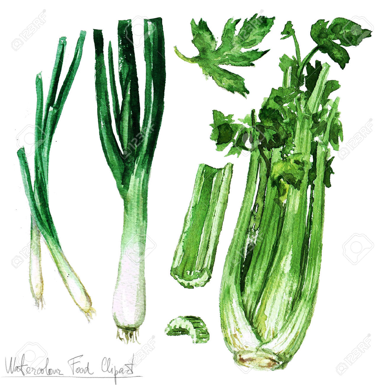spring onion clipart - photo #39