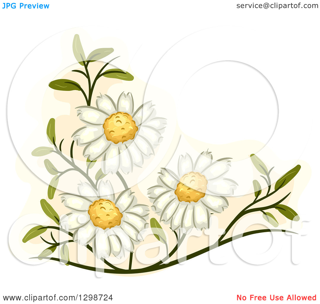 Chamomile clipart - Clipground