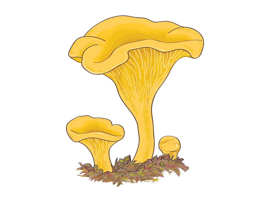 morel mushroom clip art - photo #46