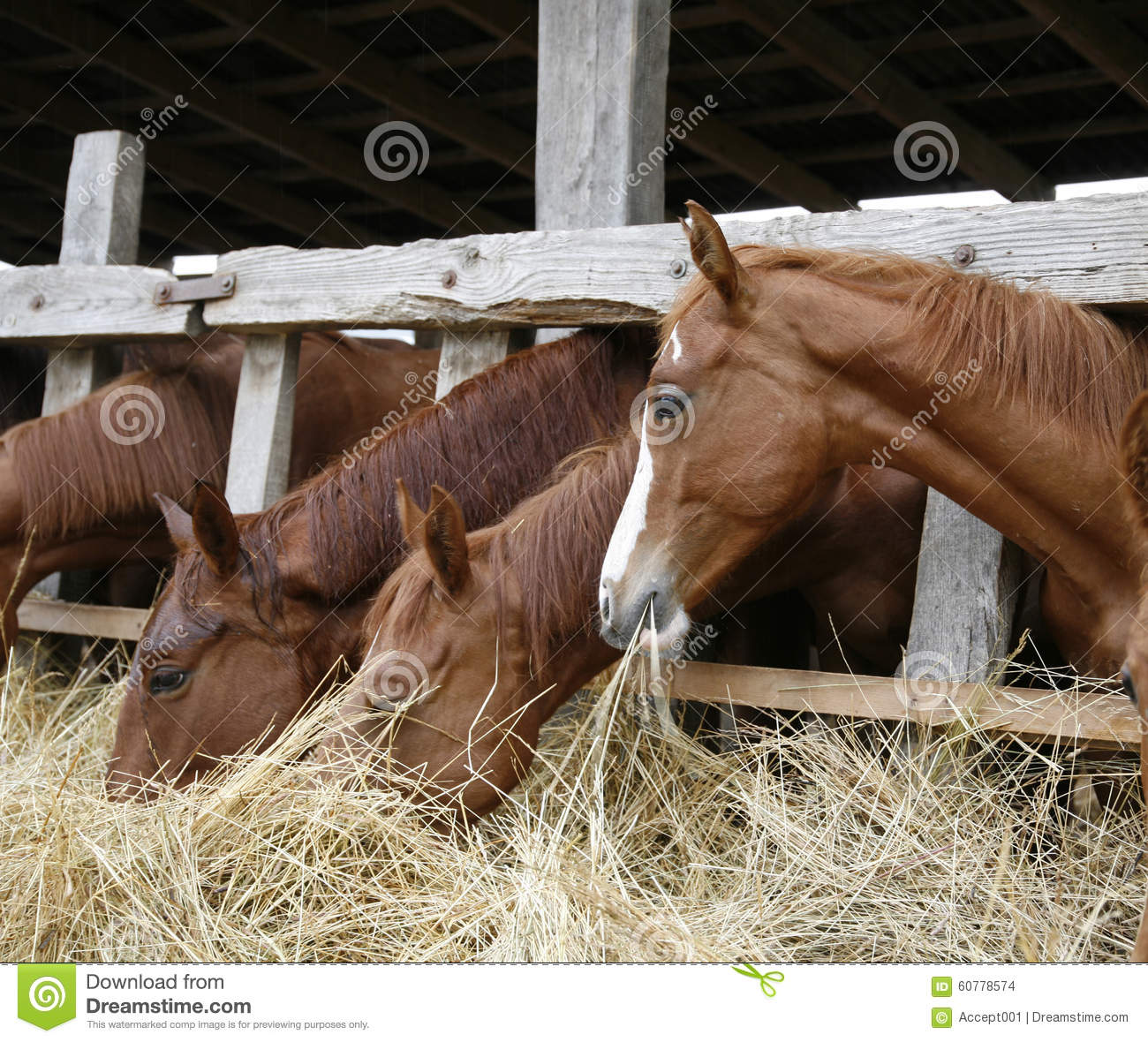 horse eating clipart - photo #46