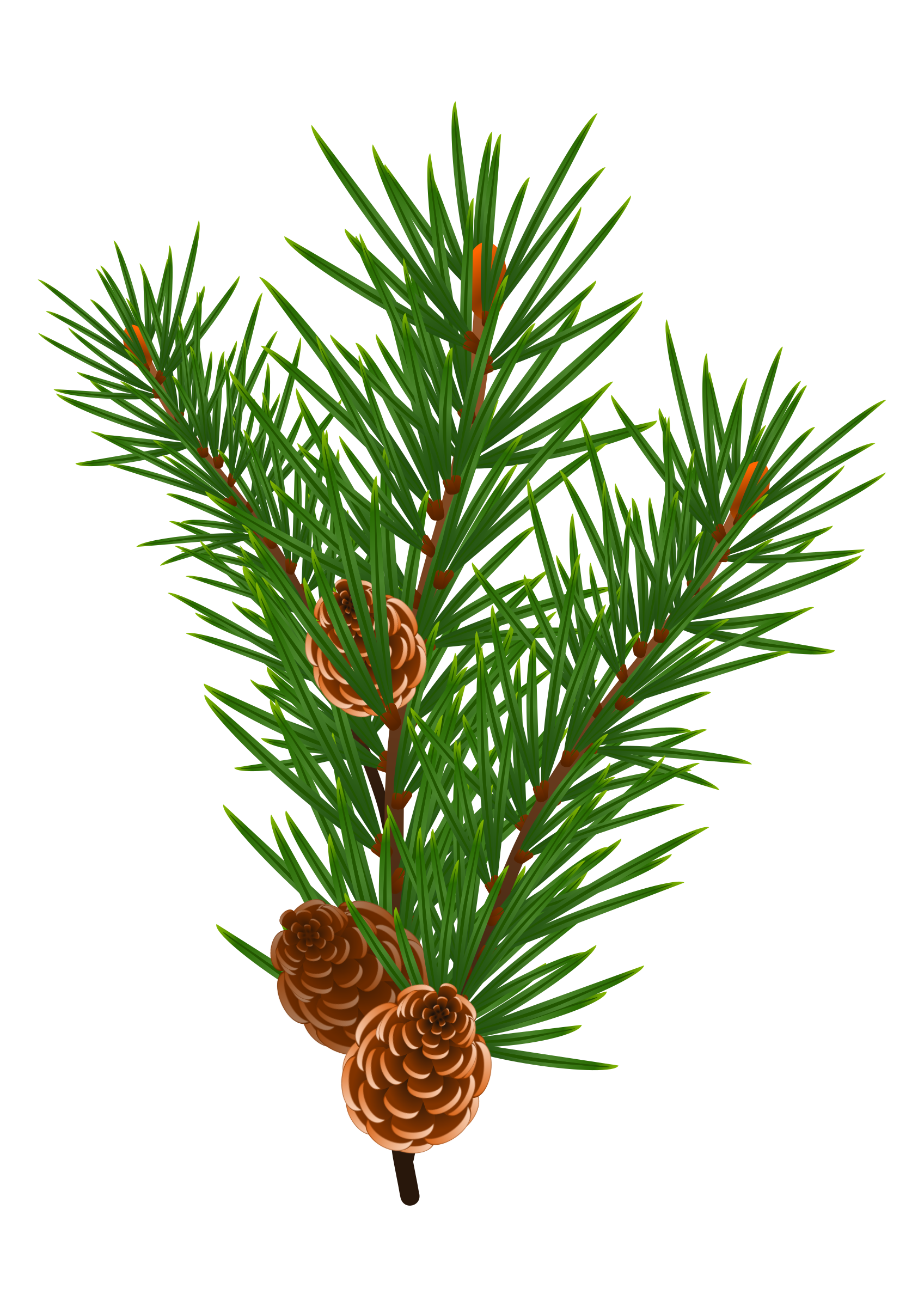 Chile pine clipart - Clipground