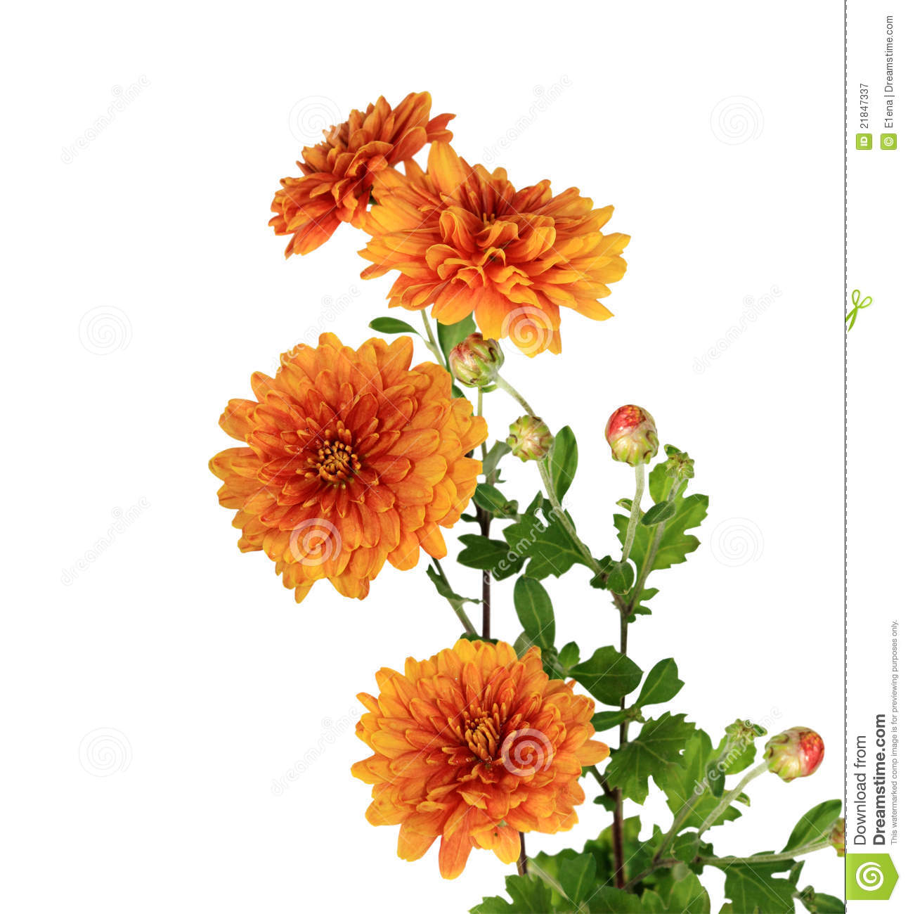 Chrysanthemums clipart - Clipground