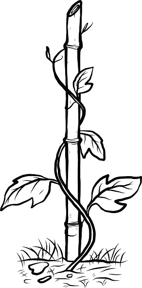 Climbing plant clipart - Clipground