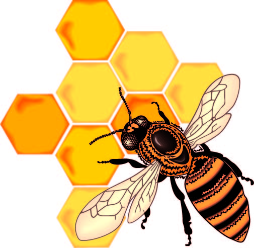 clipart bee cell - photo #25