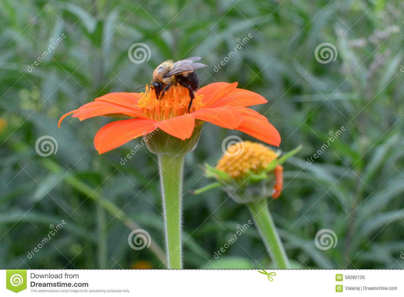 Bee Collecting Nectar Stock Photo. Bee Collecting Nectar Stock Photo.