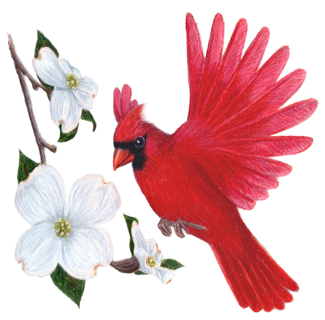 Red dogwood clipart - Clipground