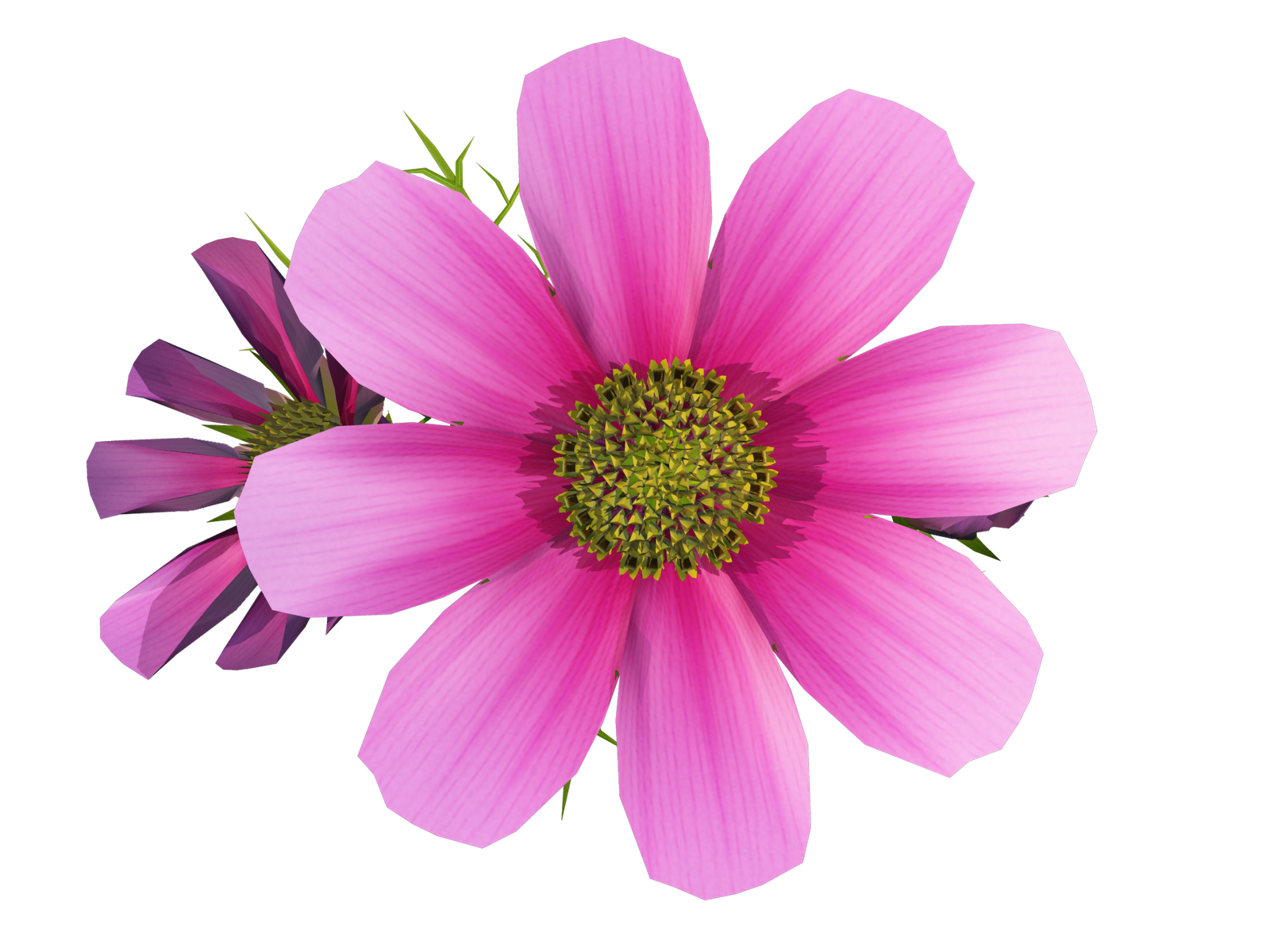 clipart of cosmos flower - photo #7