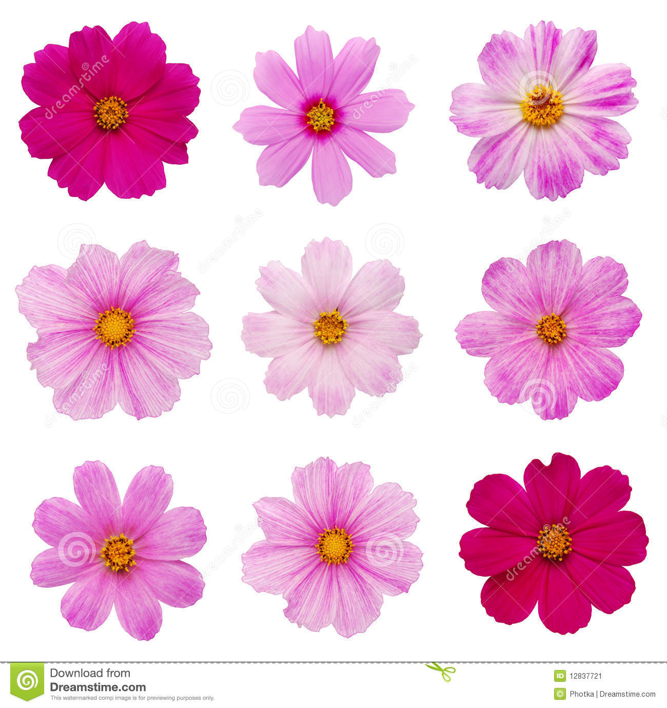clipart of cosmos flower - photo #4