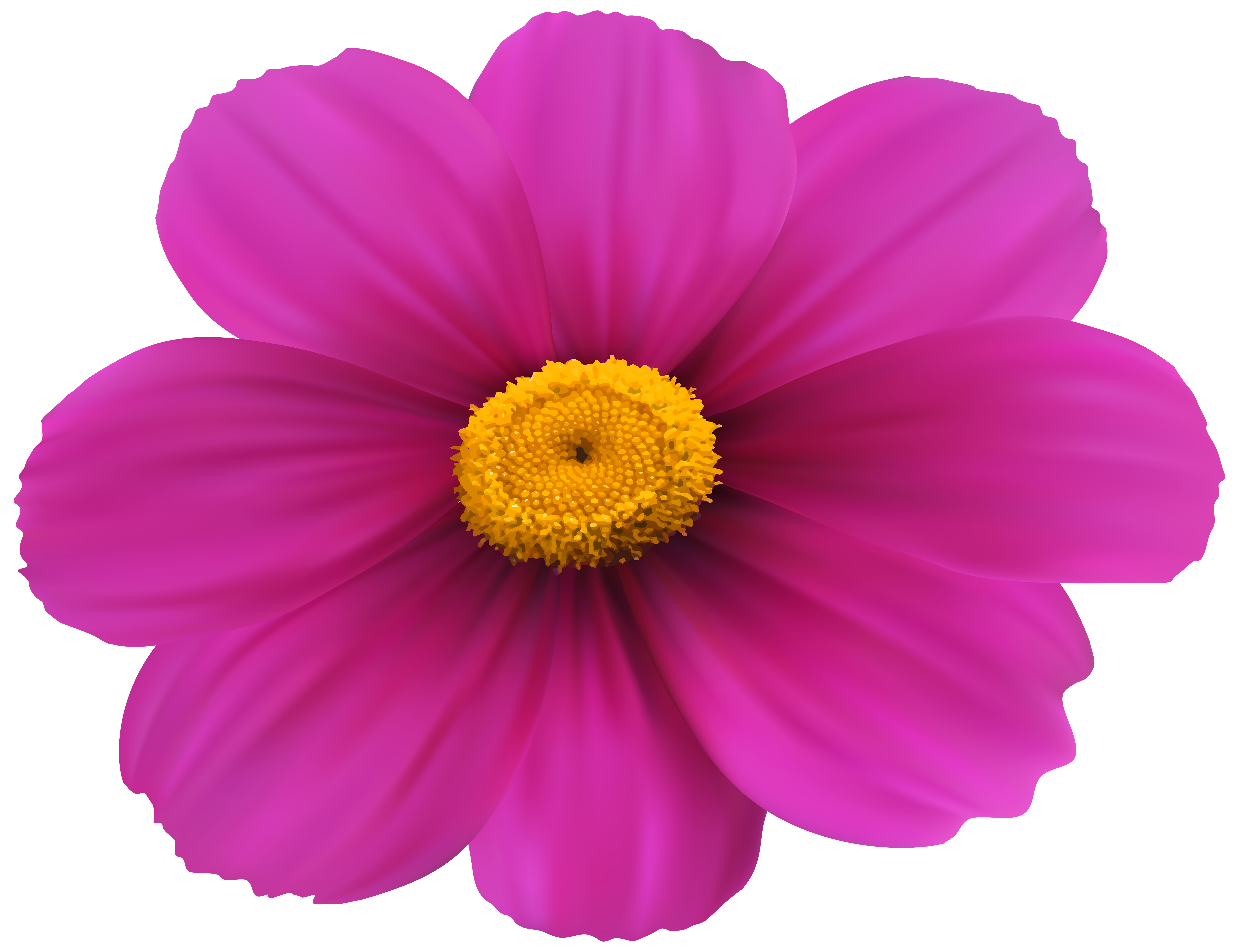 clipart of cosmos flower - photo #6