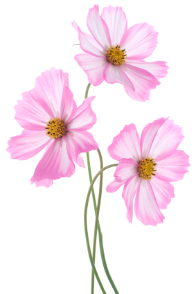 Cosmos flower clipart - Clipground