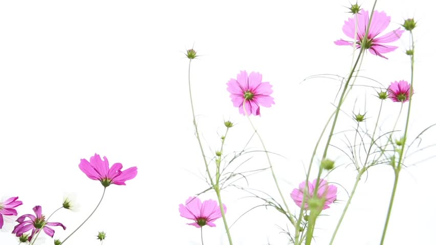 clipart of cosmos flower - photo #42