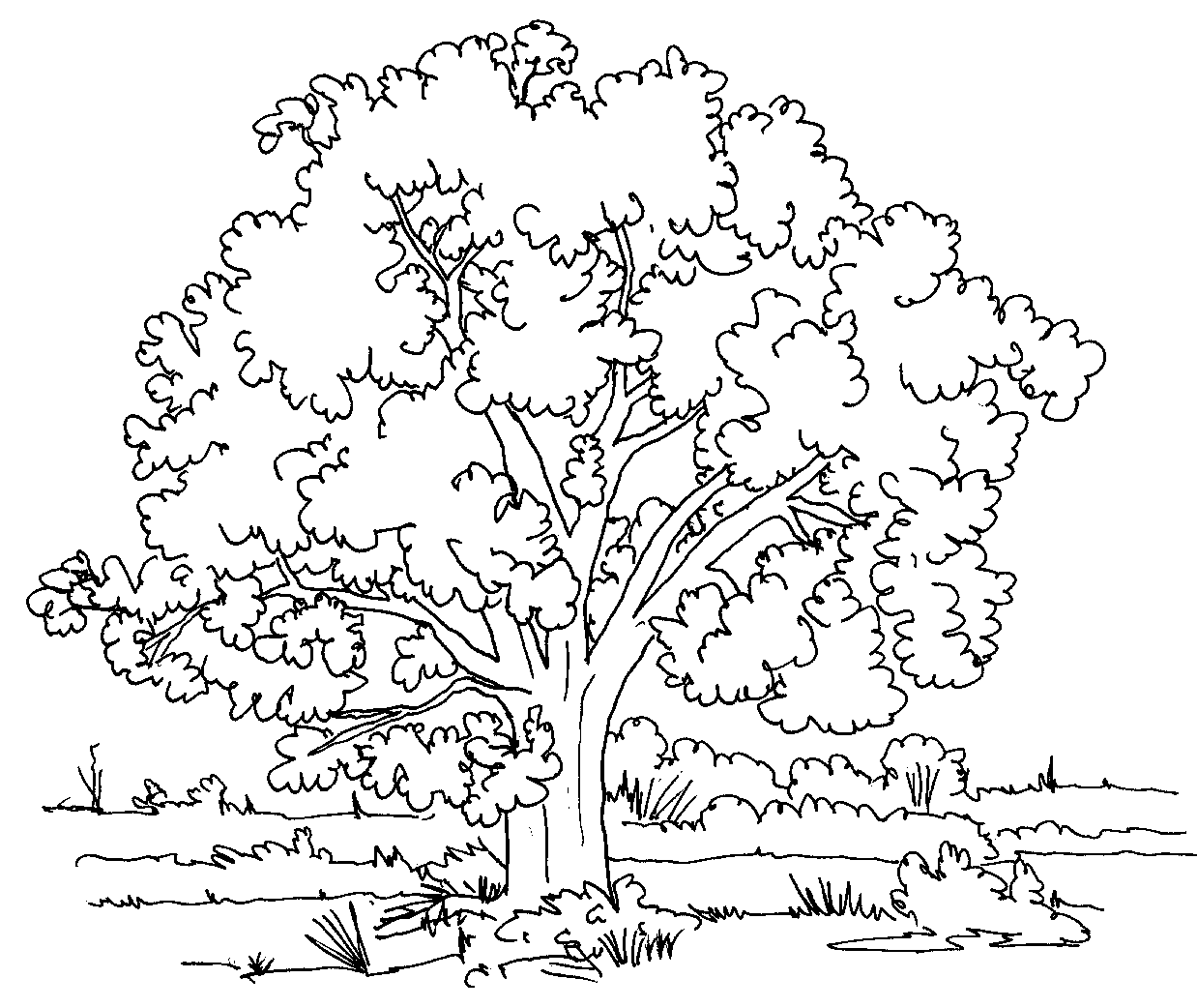 Download Oak Tree Coloring Pages