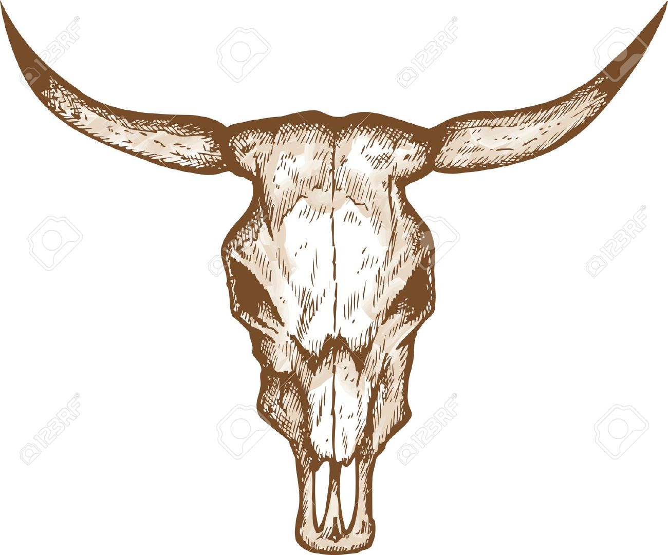 Cow skull clipart - Clipground