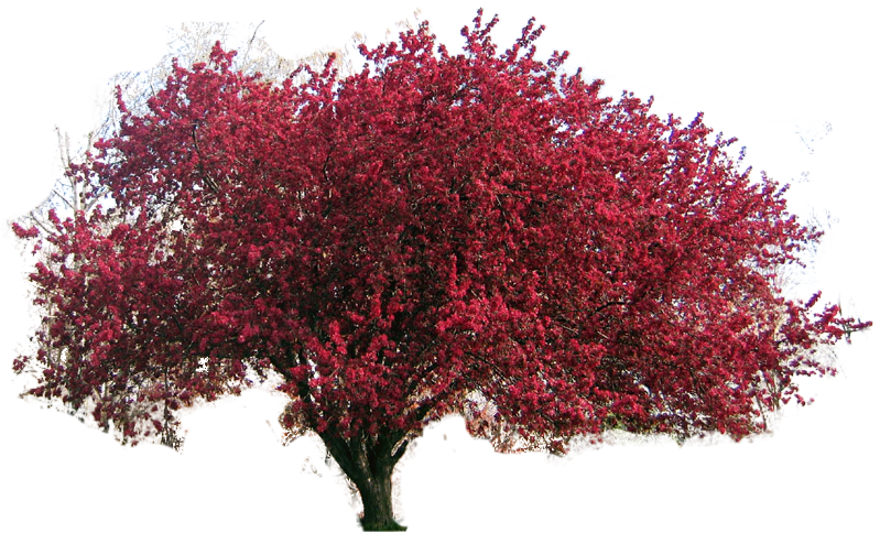 Red dogwood clipart - Clipground