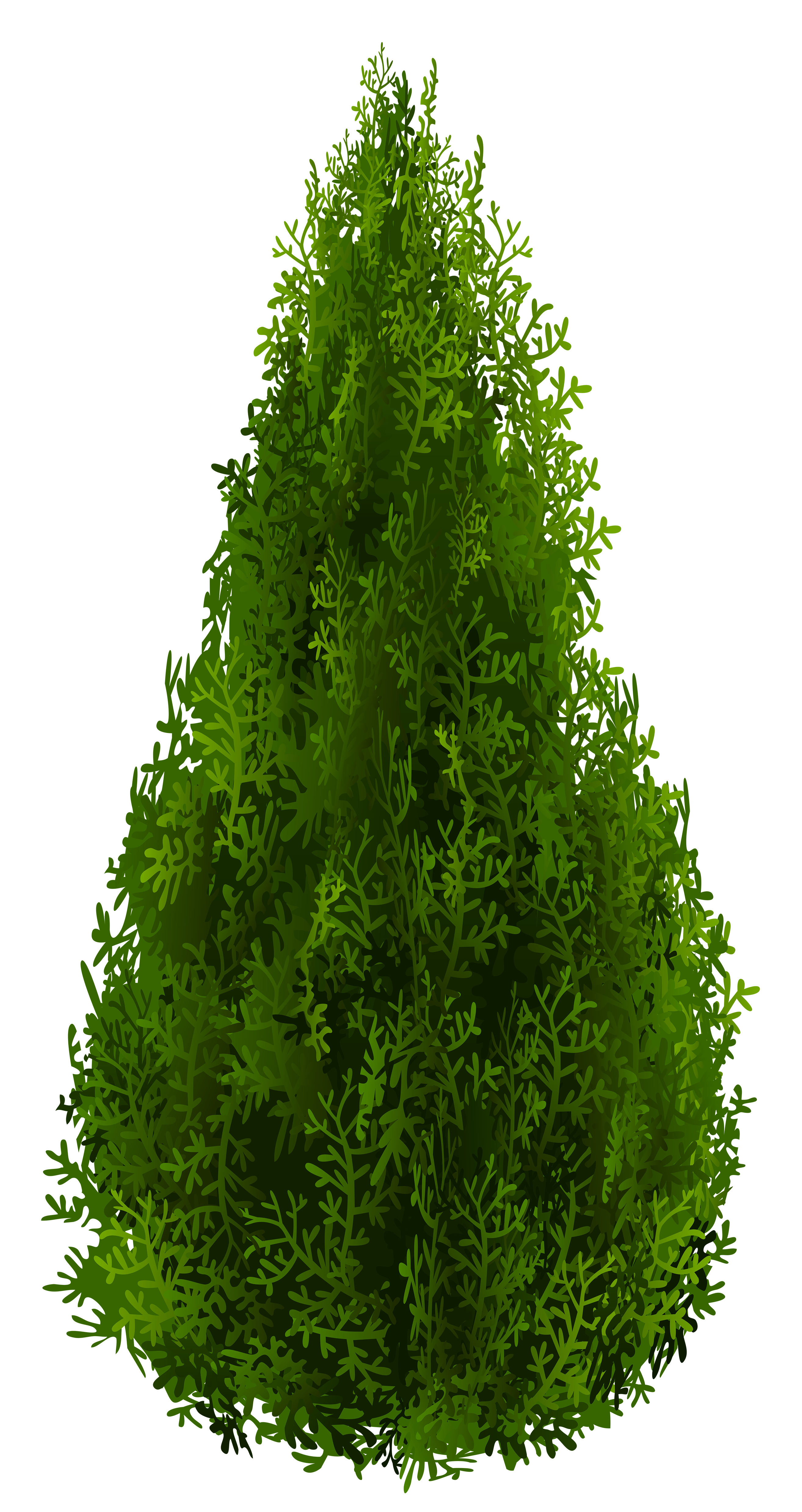 Cypress clipart - Clipground