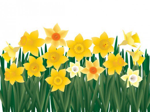 Daffodil field clipart - Clipground
