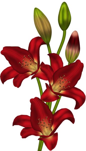 Day lily flower clipart - Clipground