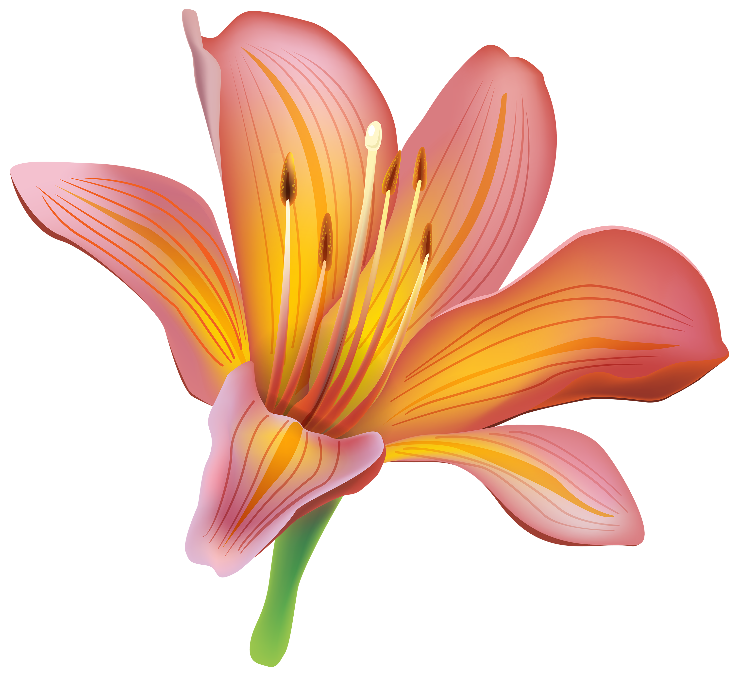 tiger lily clipart - photo #37