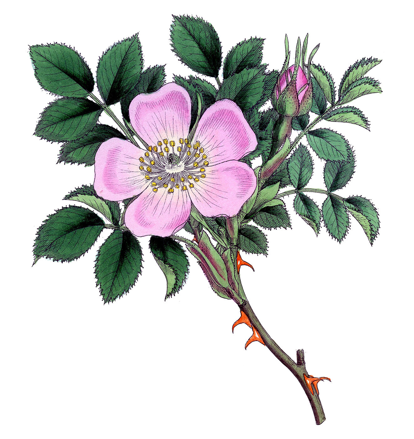 Wild roses clipart - Clipground