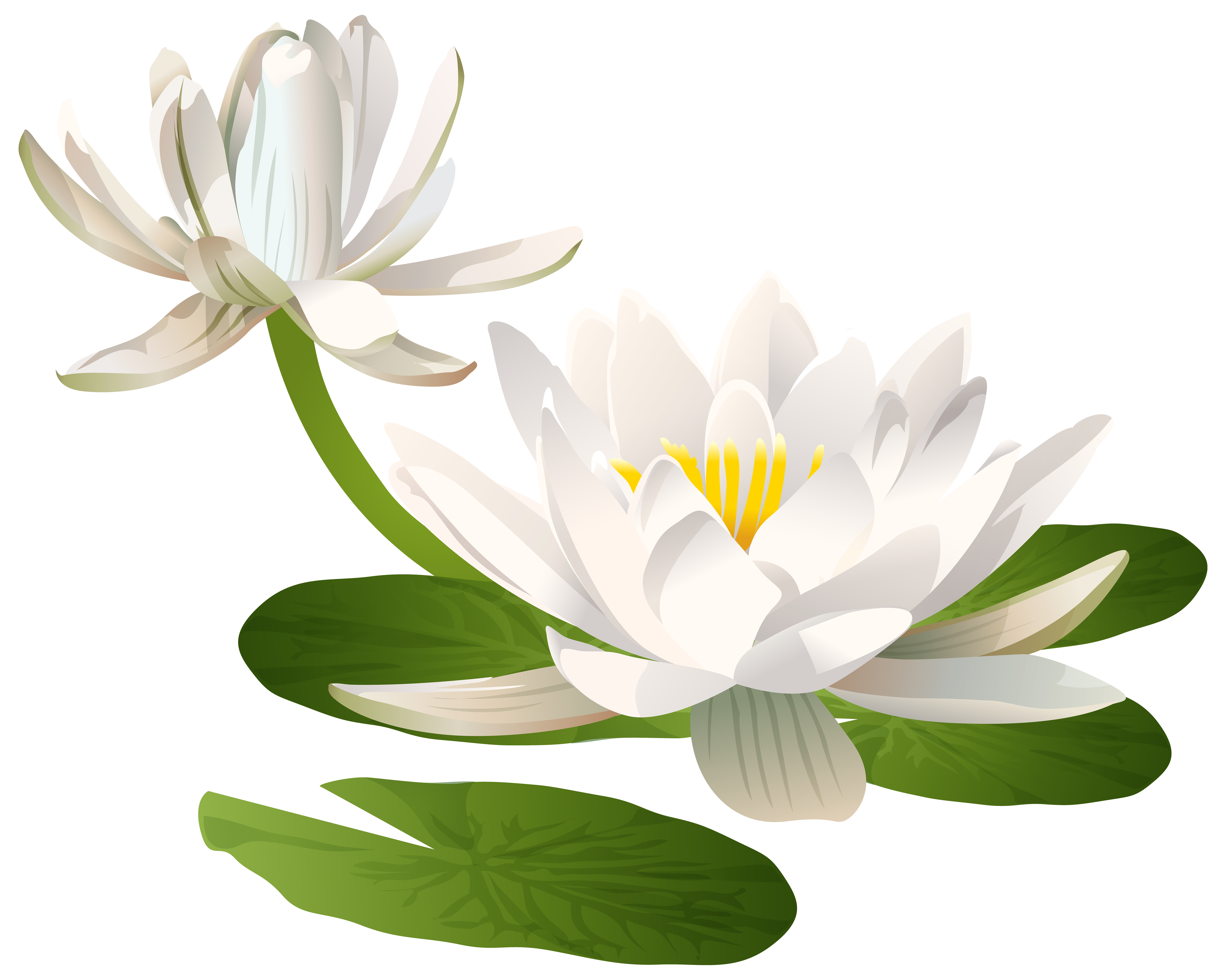 lily flower clip art free - photo #39
