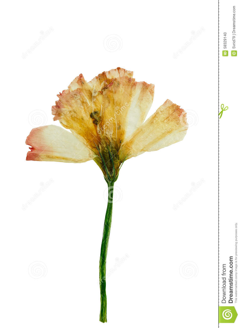 Dried flower clipart - Clipground