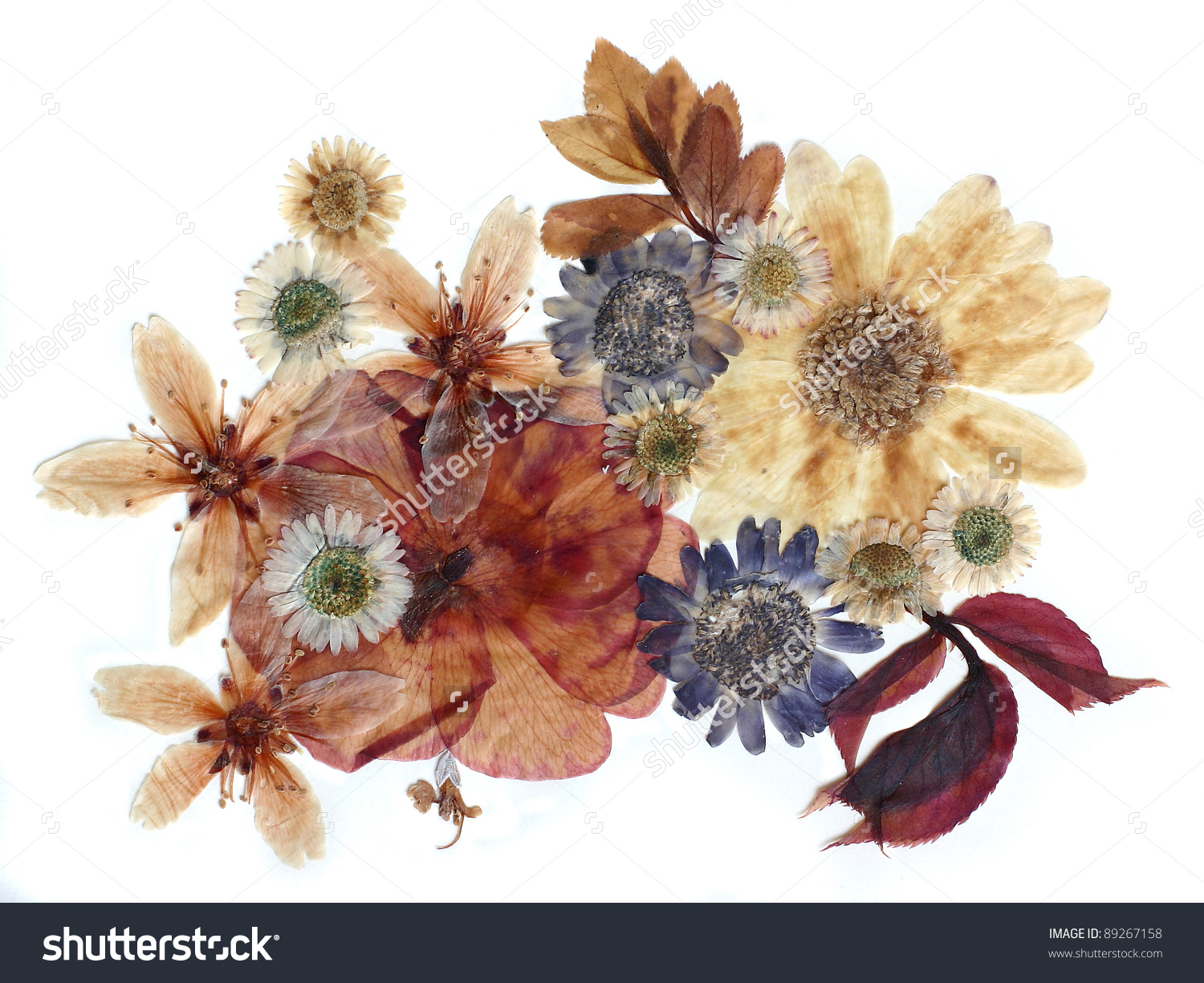 Dried flower clipart - Clipground