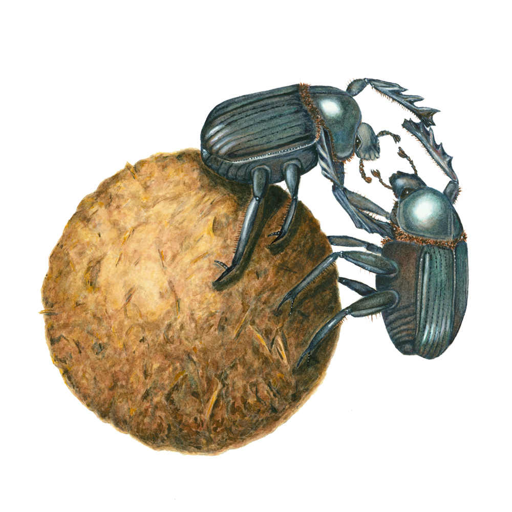 Dung beetle clipart - Clipground