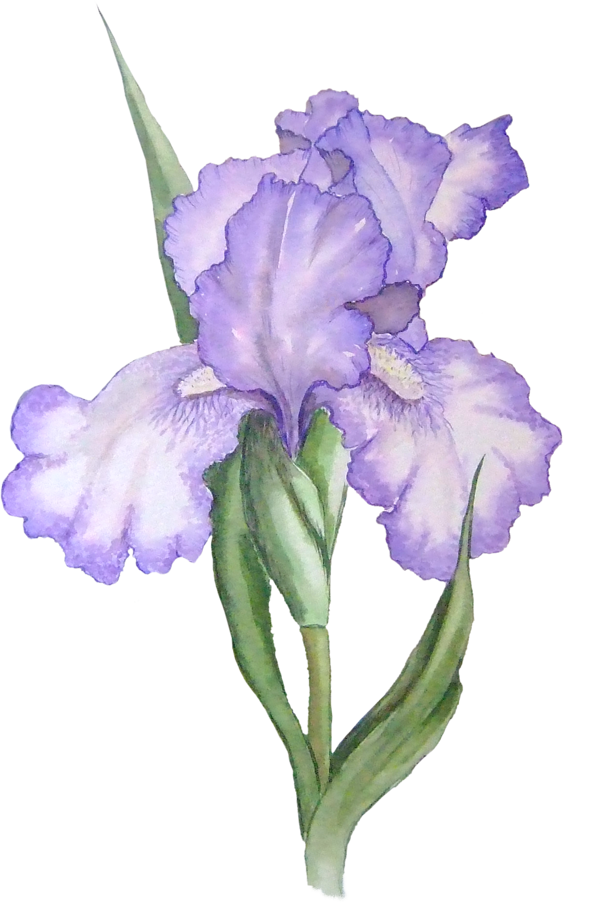 iris flower water can clipart - Clipground