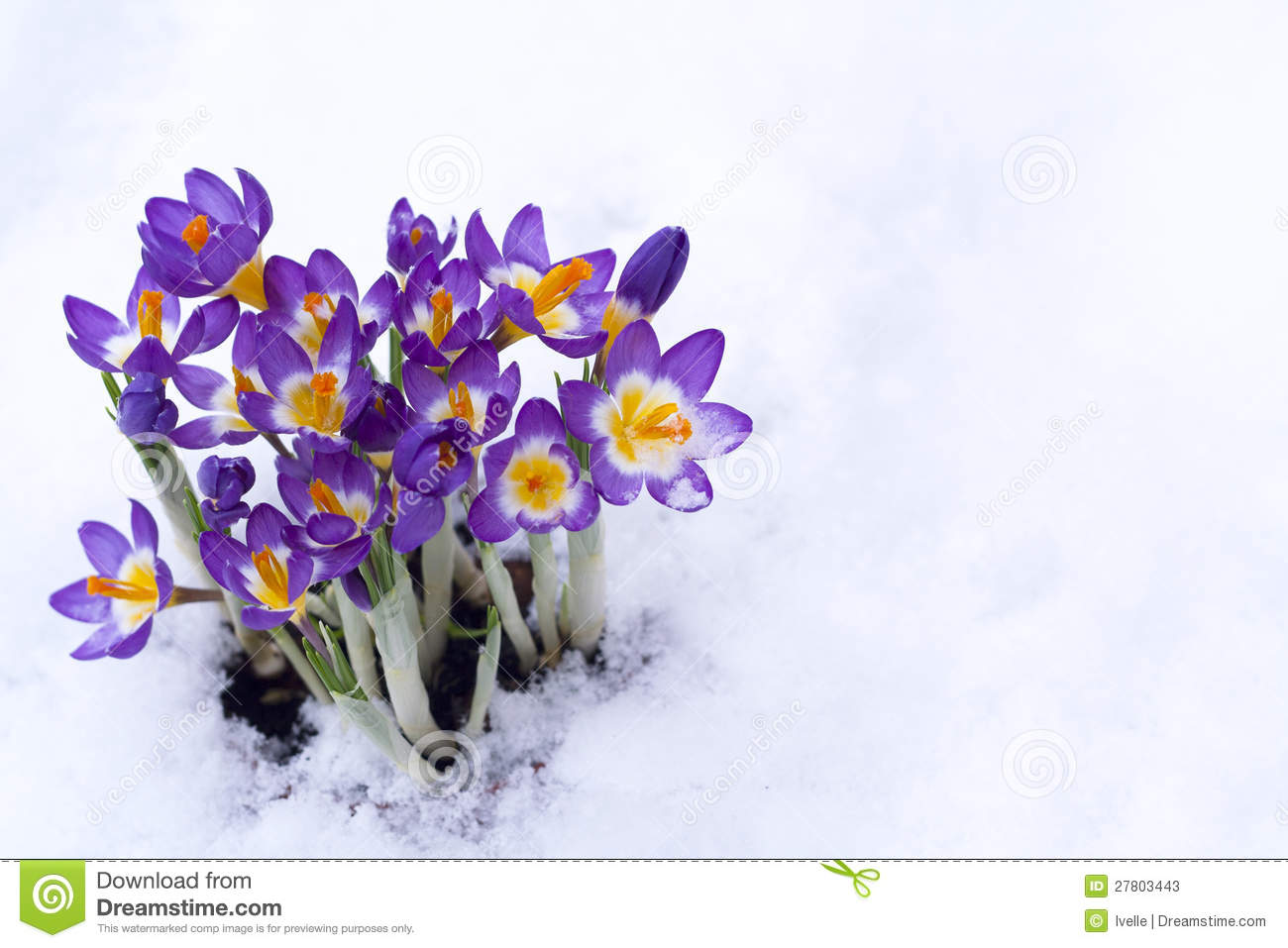 Early spring clipart - Clipground