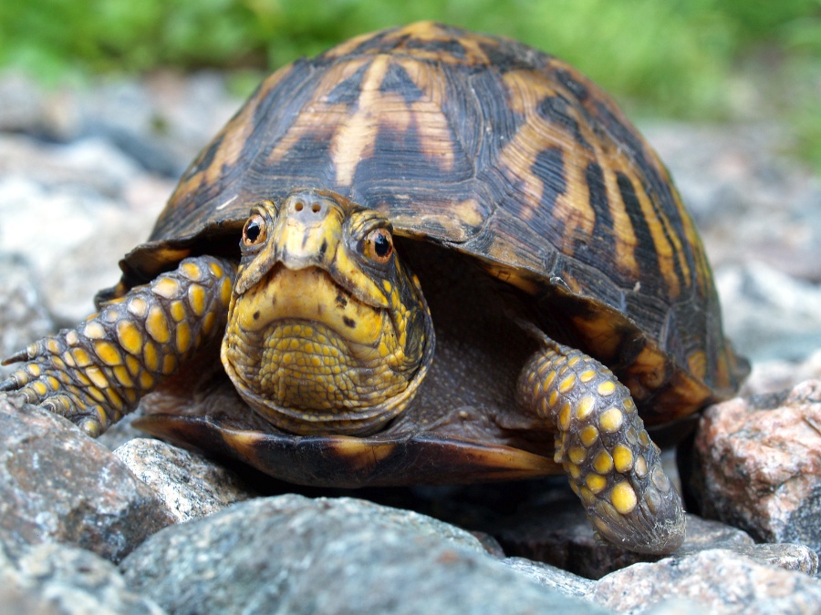 Eastern Box Turtle Clipart Clipground