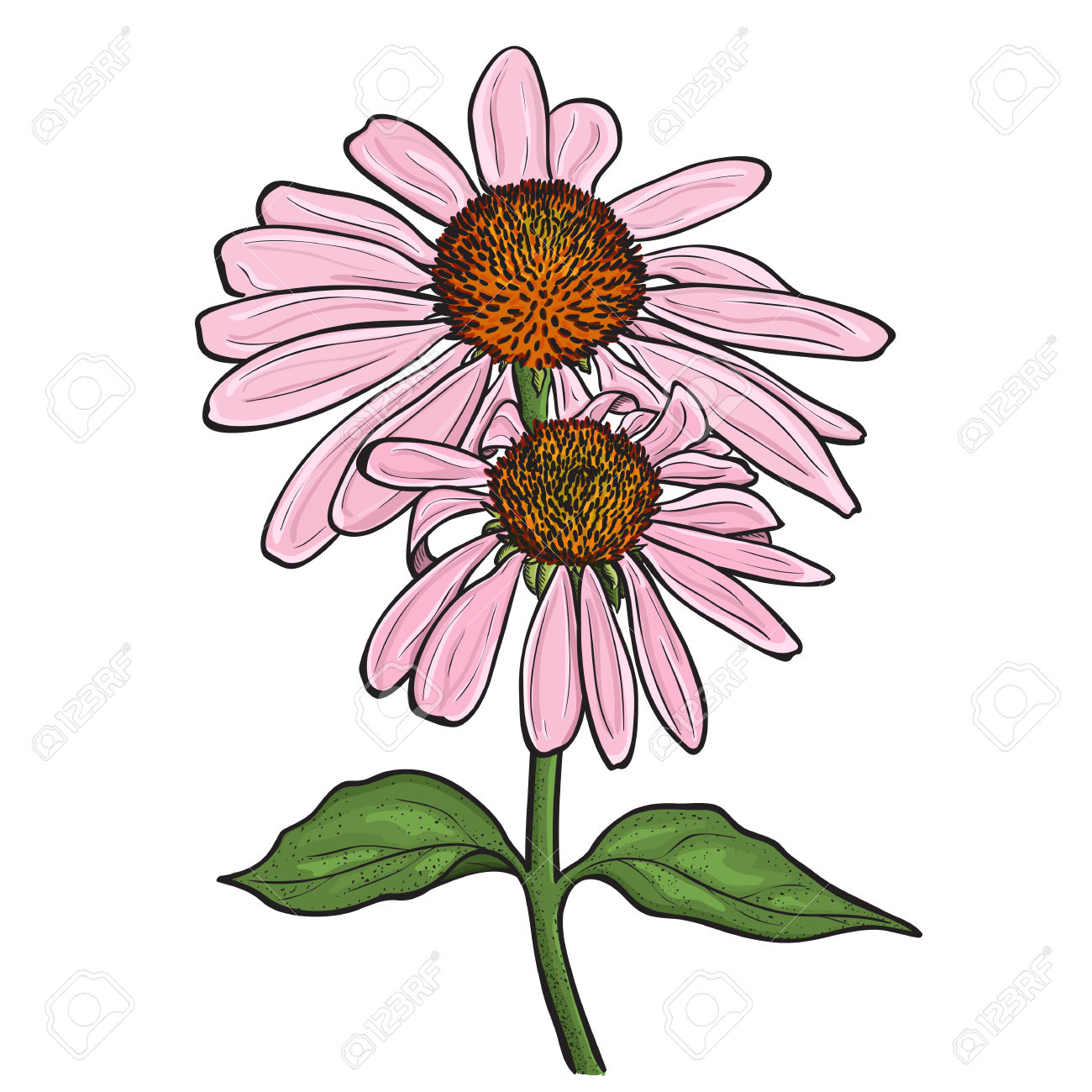 Orange coneflower clipart - Clipground