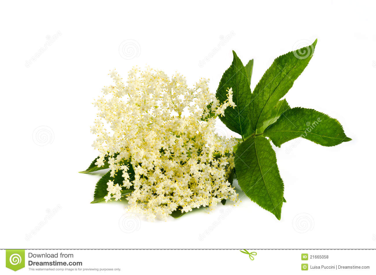 Elderberry Flower On White Royalty Free Stock Photos. Elderberry Flower On White Royalty Free Stock Photos.