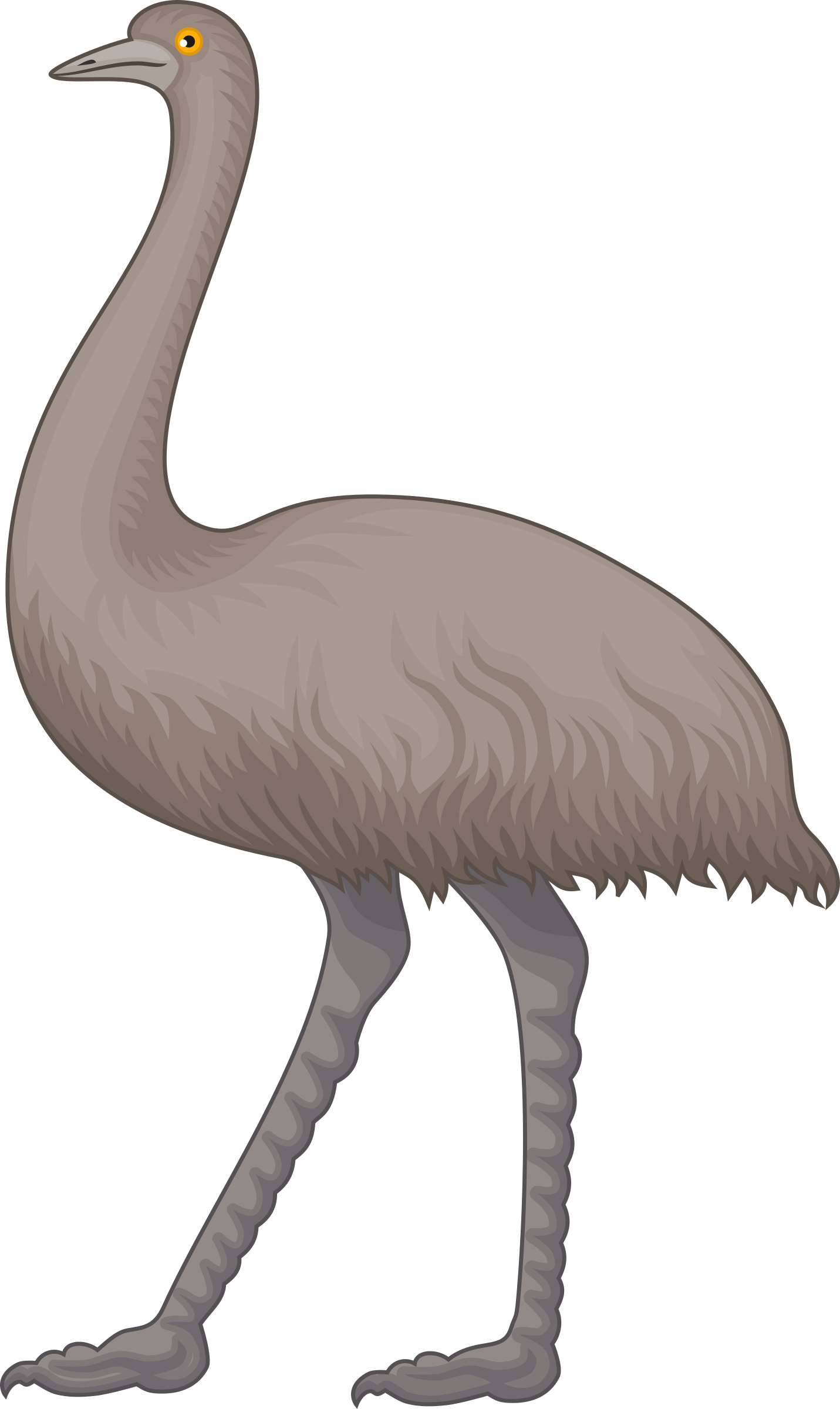 Emu clipart - Clipground
