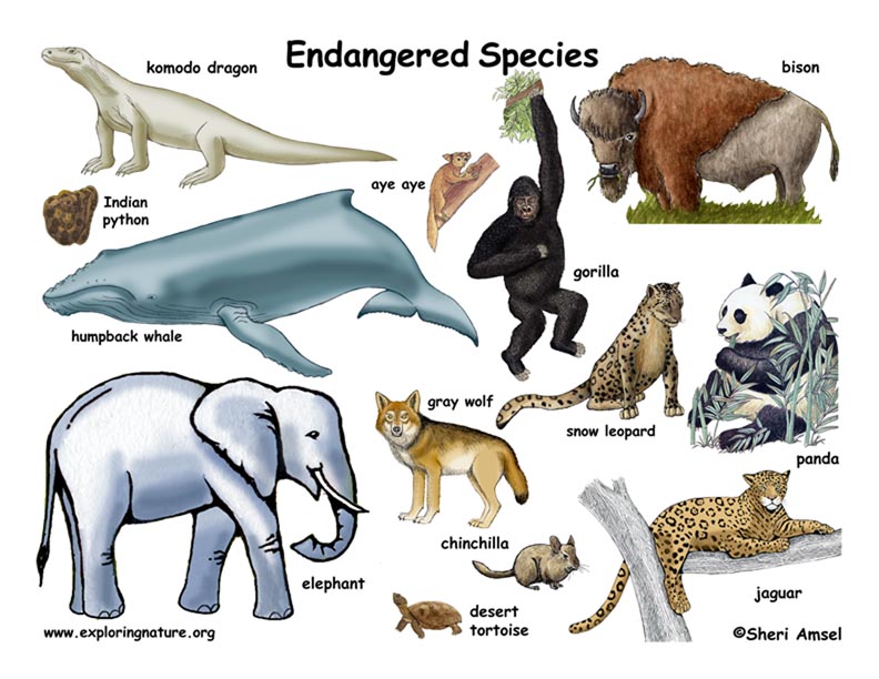 free clip art endangered animals - photo #29