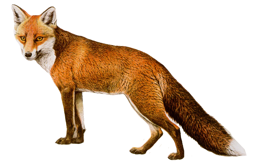 European fox clipart - Clipground
