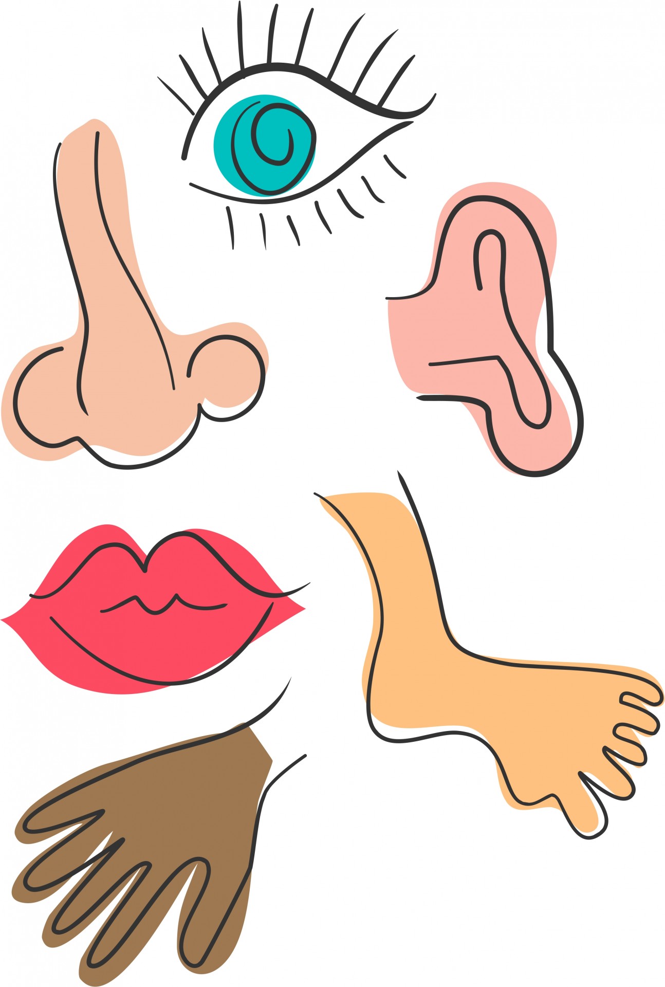 face parts body clipart - Clipground