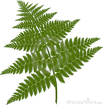 Fern Clipart - Clipground