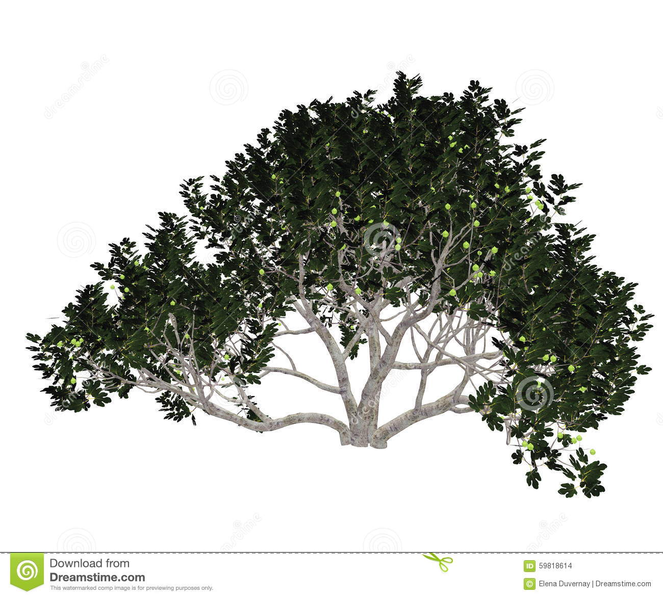 Fig Tree Stock Illustrations. Fig Tree Stock Illustrations.