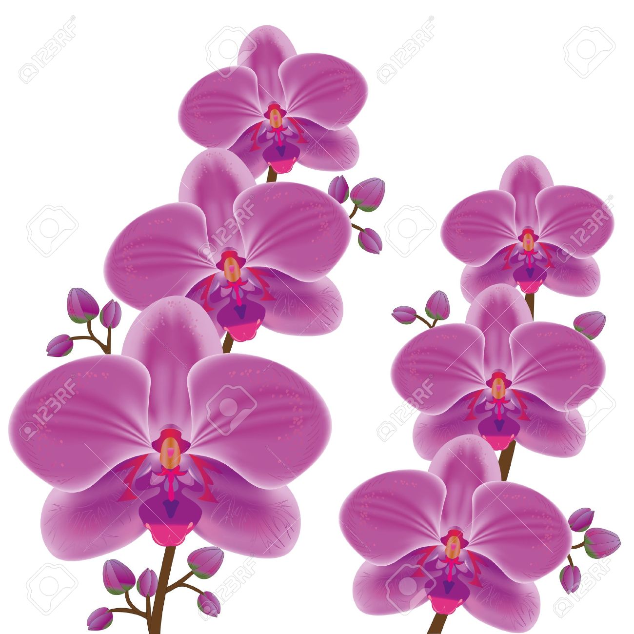 orchid flower clip art free - photo #7