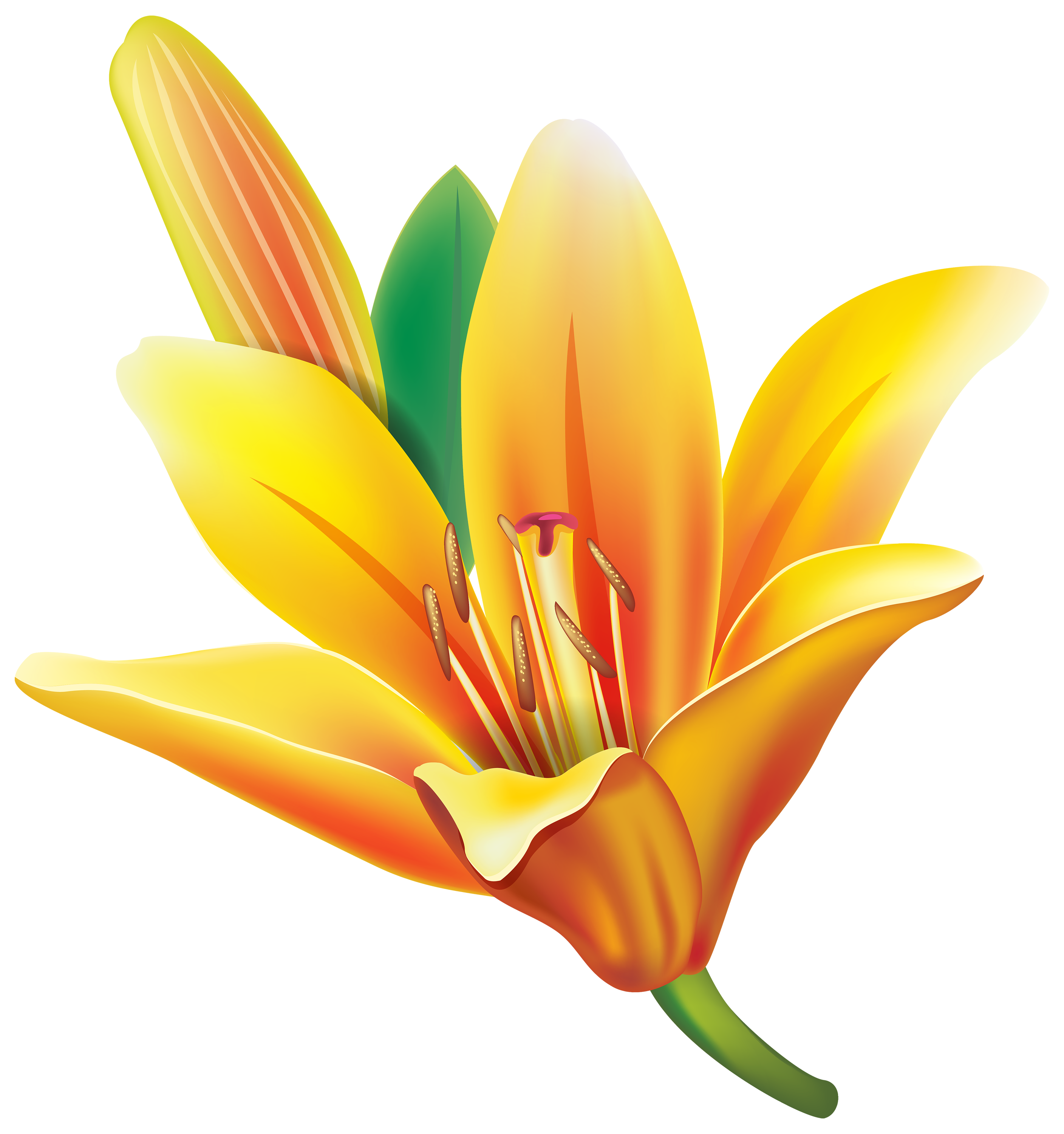 Yellow lily clipart - Clipground