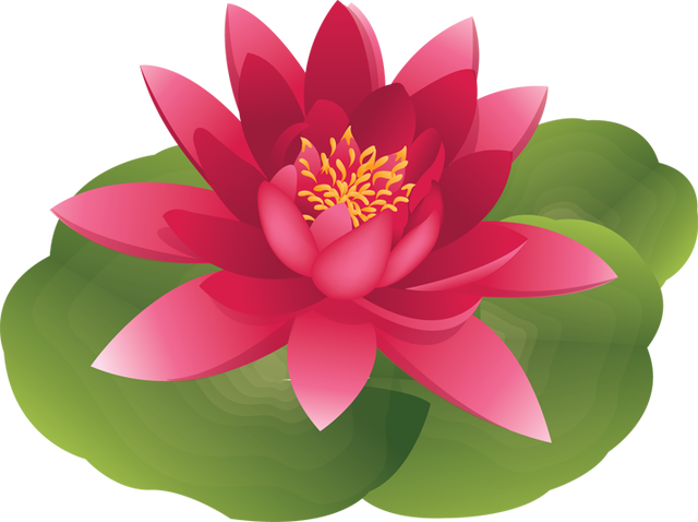 Flower lily water clipart - Clipground