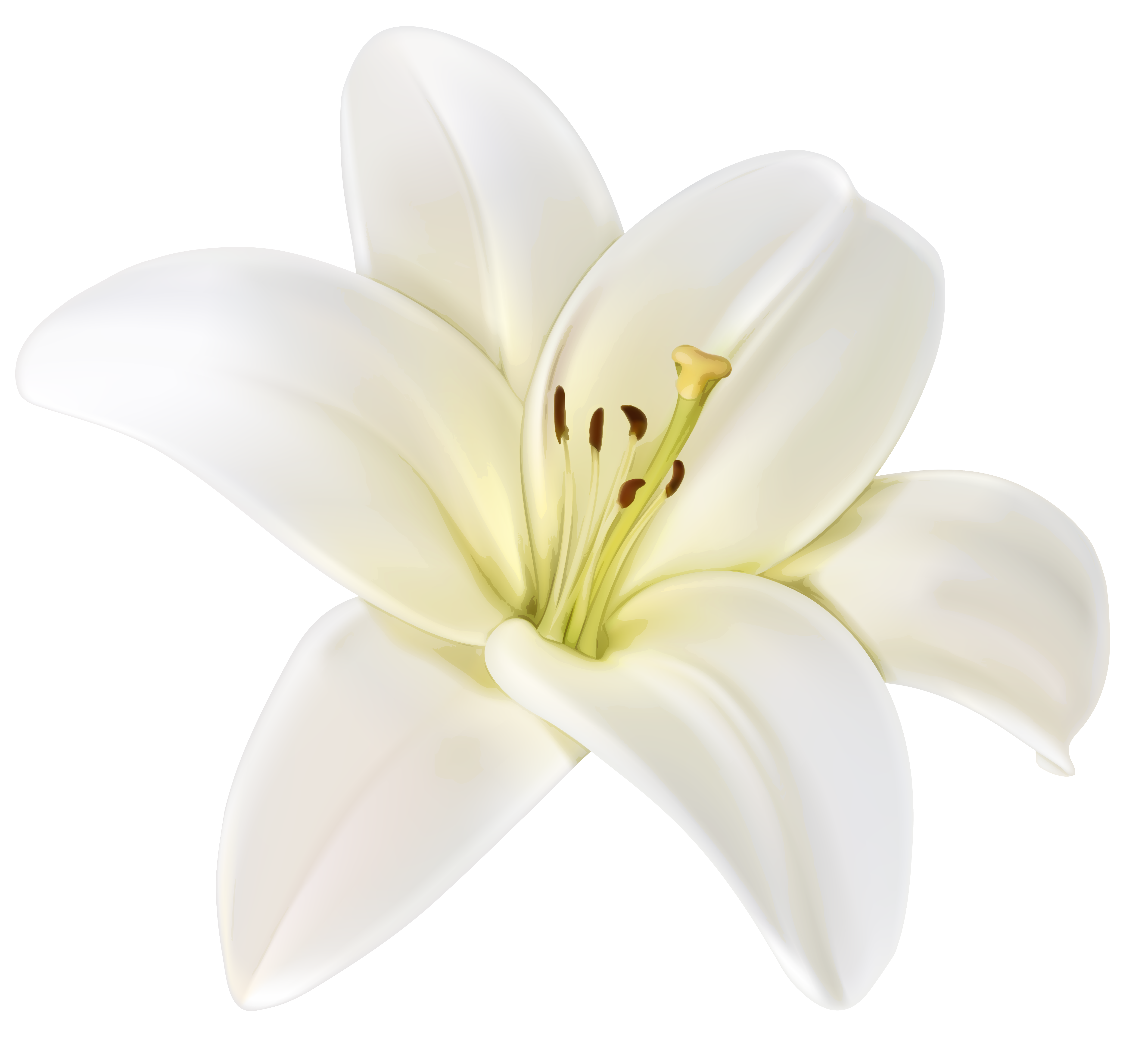 Flowers white clipart - Clipground