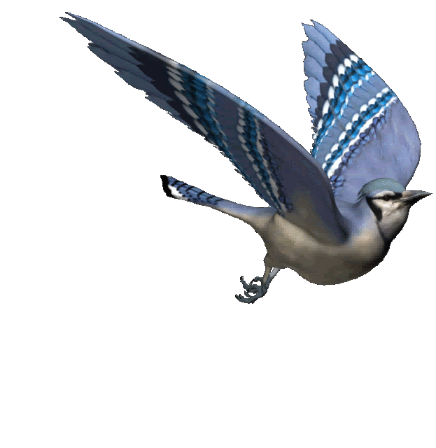 flying bird animated clipart - Clipground