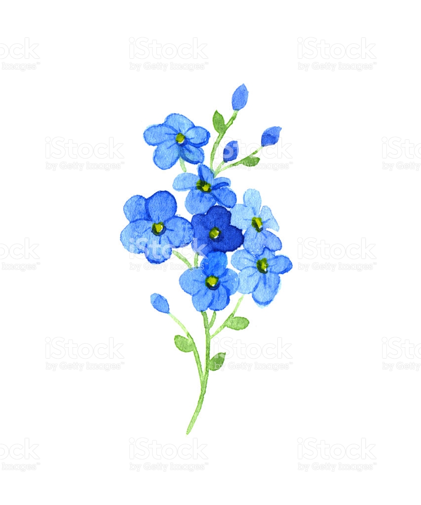 free clip art forget me not flower - photo #26