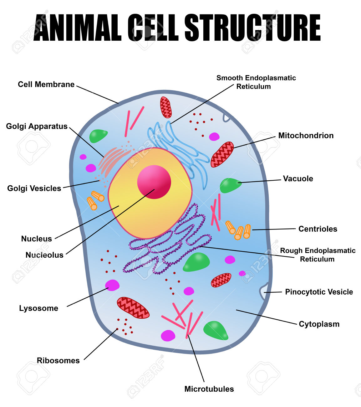 Animal Cell Simple Diagram Animal Cell Diagram Unlabeled Tims